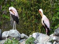 101PARC AUX OISEAUX DANS L AIN 2016 2_000028